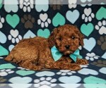 Small Photo #5 Cockapoo-Poodle (Miniature) Mix Puppy For Sale in LANCASTER, PA, USA