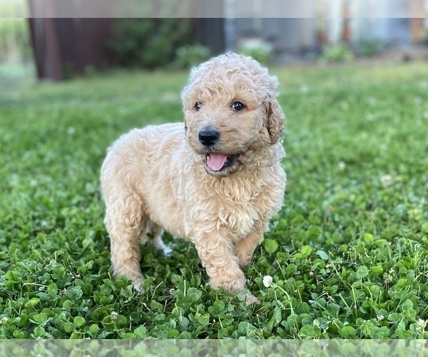 Medium Photo #9 Labradoodle Puppy For Sale in CANON, GA, USA