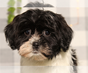 ShihPoo Puppy for sale in MARIETTA, GA, USA