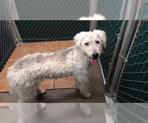 Irish Wolfhound Dogs for adoption in Downey, CA, USA