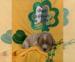 Small Photo #7 English Cream Golden Retriever-Poodle (Standard) Mix Puppy For Sale in DEARBORN, MO, USA