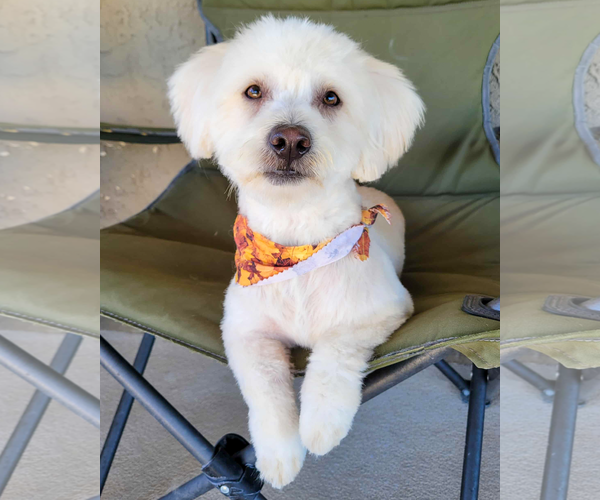 Medium Photo #2 Maltese-Unknown Mix Puppy For Sale in Corona, CA, USA