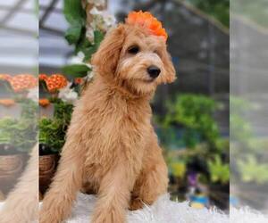 Goldendoodle Puppy for sale in KISSIMMEE, FL, USA