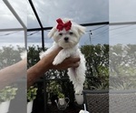 Small Maltese