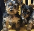 Small Photo #17 Yorkshire Terrier Puppy For Sale in SUWANEE, GA, USA