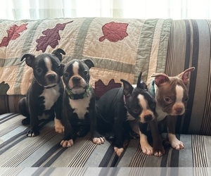 Boston Terrier Litter for sale in TAYLORSVILLE, NC, USA