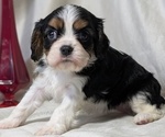 Small #4 Cavalier King Charles Spaniel