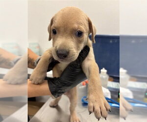Labrador Retriever Dogs for adoption in Corpus Christi, TX, USA