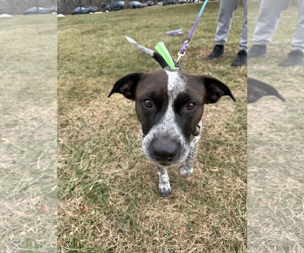Medium Photo #2 German Shorthaired Pointer-Unknown Mix Puppy For Sale in Oakhurst, NJ, USA