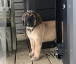 Small Photo #6 Mastiff Puppy For Sale in APOLLO, PA, USA