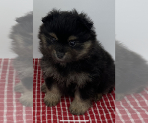Pomeranian Puppy for sale in TIMMONSVILLE, SC, USA