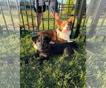 Small #3 Australian Shepherd Mix