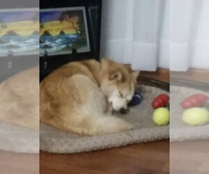 Hazel - Female Pomsky Dog for Adoption - Photo #3