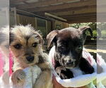 Small #2 Labrador Retriever Mix