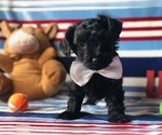 Small Photo #1 YorkiePoo Puppy For Sale in CLAY, PA, USA