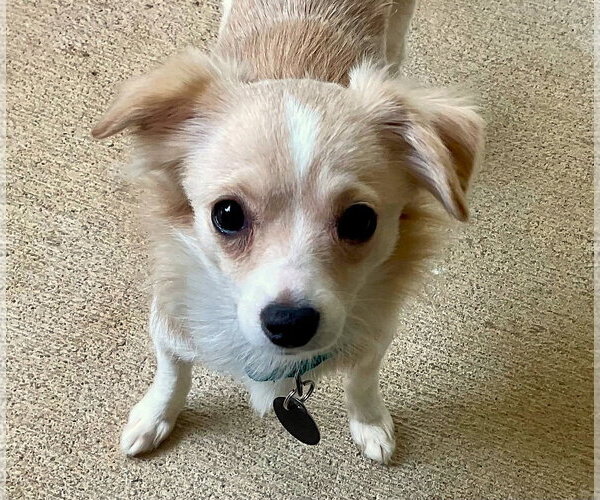 Medium Photo #1 Chihuahua-Unknown Mix Puppy For Sale in Arlington, VA, USA