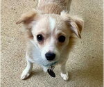 Small Chihuahua Mix