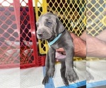 Puppy Bluey Weimaraner