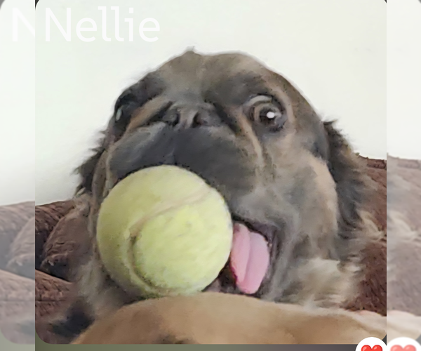 Medium Photo #5 French Bulldog Puppy For Sale in Sioux Falls, SD, USA