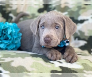 Labrador Retriever Puppy for sale in LAKELAND, FL, USA