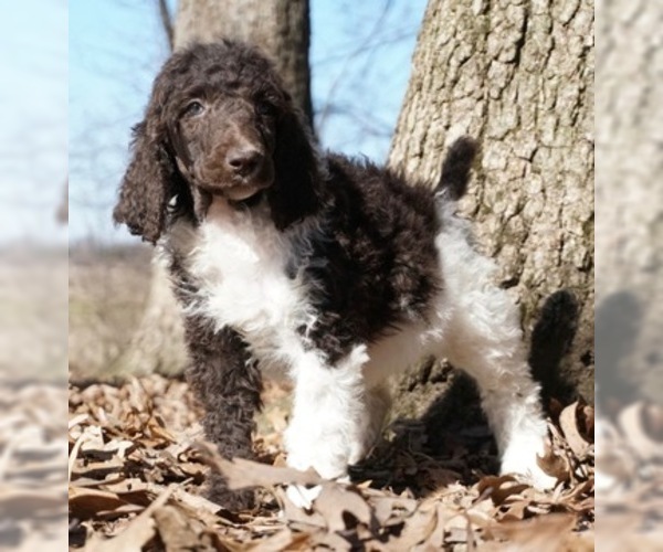 Medium Photo #1 Poodle (Standard) Puppy For Sale in WARSAW, IN, USA