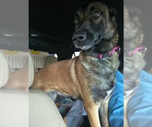 Mutt Dogs for adoption in Imlay City, MI, USA