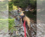 Small #1 Labrador Retriever Mix