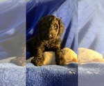 Small Photo #66 Goldendoodle Puppy For Sale in DYERSBURG, TN, USA