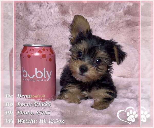 Medium Photo #1 Yorkshire Terrier Puppy For Sale in TEMPE, AZ, USA