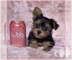 Small Yorkshire Terrier
