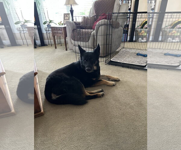 Medium Photo #2 German Shepherd Dog Puppy For Sale in New Hill, NC, USA