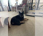 Small Photo #2 German Shepherd Dog Puppy For Sale in New Hill, NC, USA