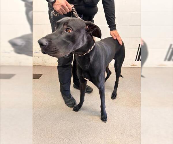 Medium Photo #1 Great Dane Puppy For Sale in San Bernardino, CA, USA
