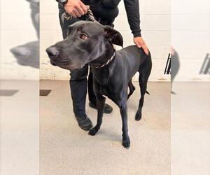 Great Dane Dogs for adoption in San Bernardino, CA, USA