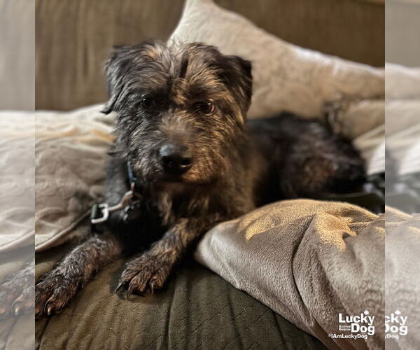 Medium Photo #4 Cairn Terrier-Unknown Mix Puppy For Sale in Washington, DC, USA