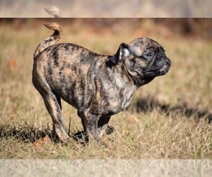 Pug Puppy for sale in PALM COAST, FL, USA