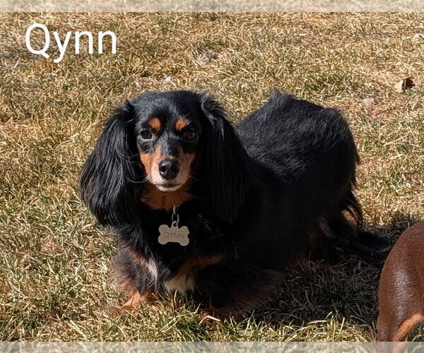 Medium Photo #1 Dachshund Puppy For Sale in Sioux Falls, SD, USA