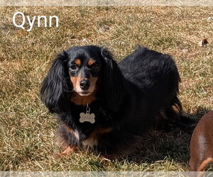 Dachshund Dogs for adoption in Sioux Falls, SD, USA