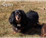 Small Dachshund