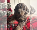 Puppy Puppy 1 Aussiedoodle Miniature