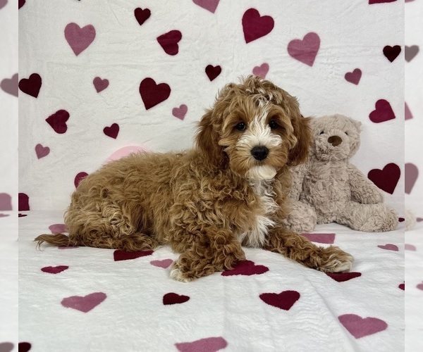 Medium Photo #1 Cavapoo (Standard) Puppy For Sale in GREENFIELD, IN, USA