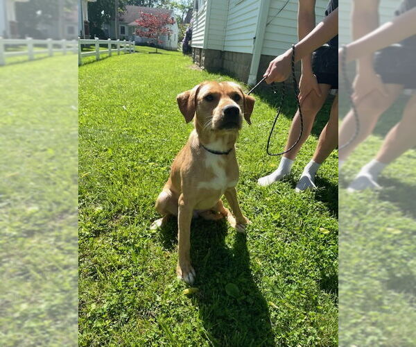 Medium Photo #2 Chihuahua-Unknown Mix Puppy For Sale in Osgood, IN, USA