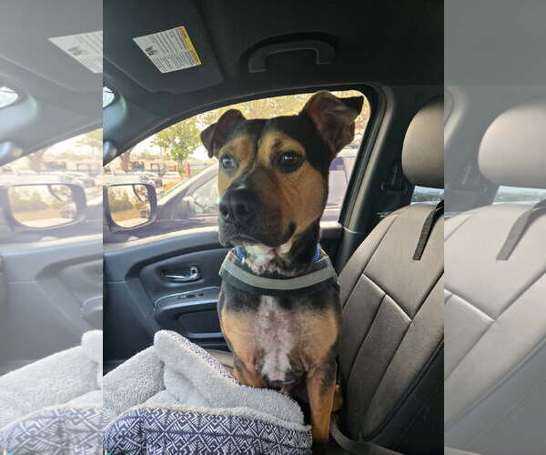 Medium Photo #4 Black and Tan Coonhound-Unknown Mix Puppy For Sale in Tampa, FL, USA