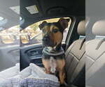 Small #3 Black and Tan Coonhound Mix