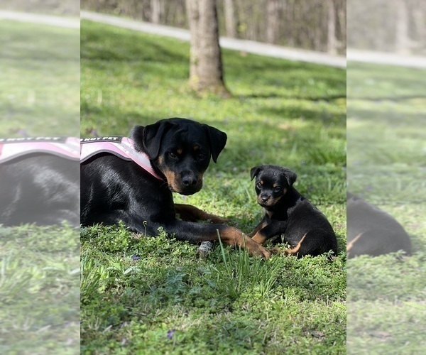 Medium Photo #31 Rottweiler Puppy For Sale in VONORE, TN, USA