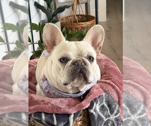 French Bulldog Puppy for sale in SACRAMENTO, CA, USA