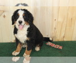 Small Photo #1 Bernese Mountain Dog Puppy For Sale in WESTCLIFFE, CO, USA
