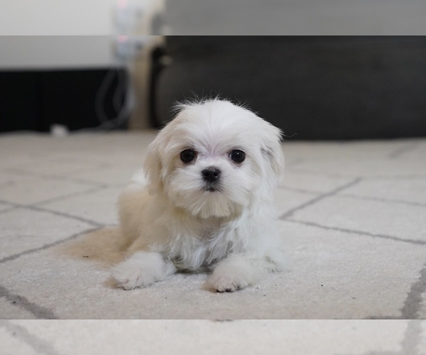 Medium Photo #2 Maltese Puppy For Sale in LOS ANGELES, CA, USA