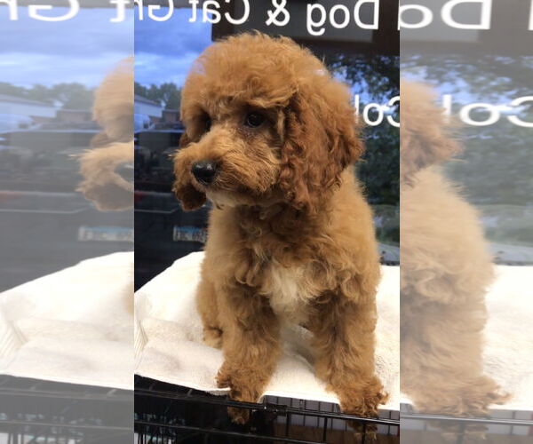 Medium Photo #4 Cock-A-Poo Puppy For Sale in Lincolnwood, IL, USA