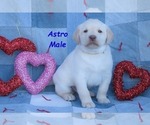 Small Photo #13 Labrador Retriever Puppy For Sale in BRIDGEWATER, VA, USA